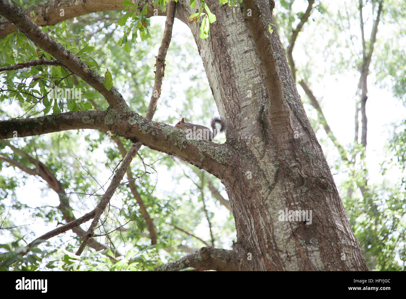 Eastern gray squirrels mating in a tree Stock Photo
