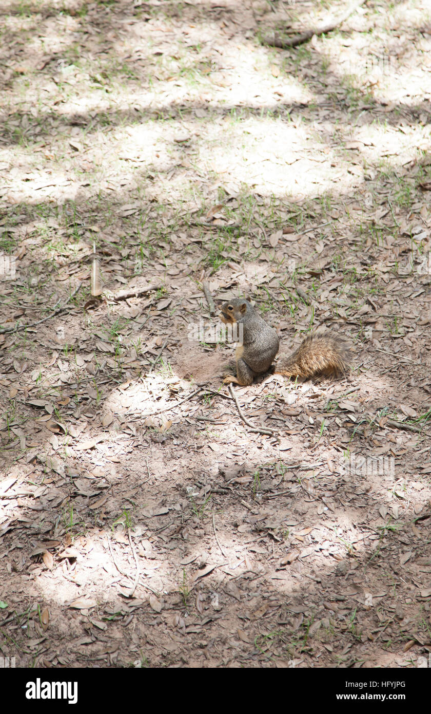 Squirrel retrieving a buried acorn Stock Photo