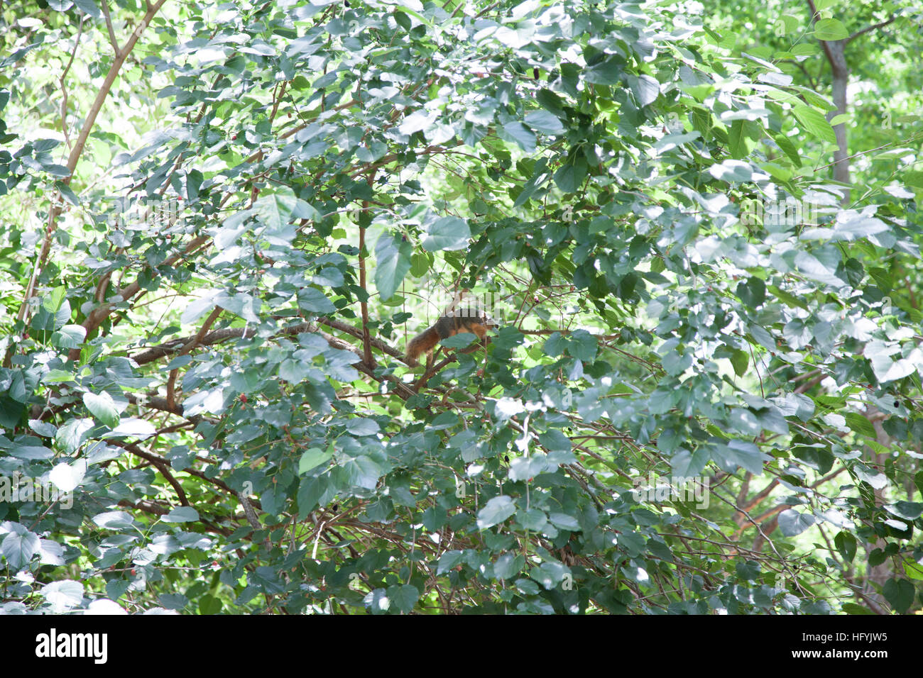 Squirrel hiding on a tree branch Stock Photo
