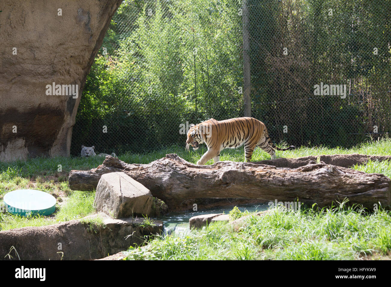 Bengal tiger (Panthera tigris tigris) pacing nervously Stock Photo - Alamy