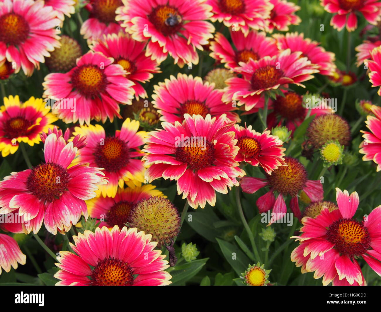 Red and yellow Gaillardia aristata 'Sunset Snappy'- Common blanketflower in full bloom Stock Photo