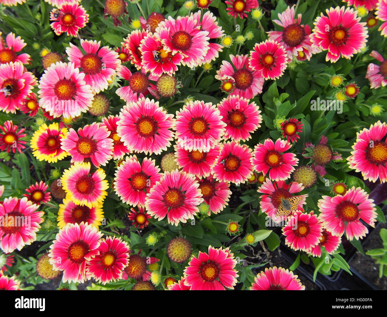 Red and yellow Gaillardia aristata 'Sunset Snappy'- Common blanketflower in full bloom Stock Photo