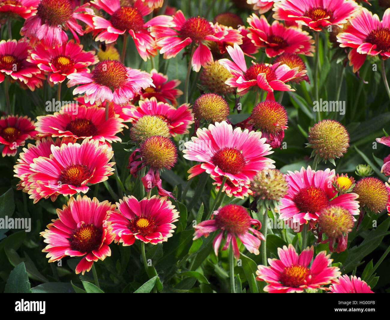 Red and yellow Gaillardia aristata 'Sunset Snappy'- Common blanketflower in full bloom Stock Photo