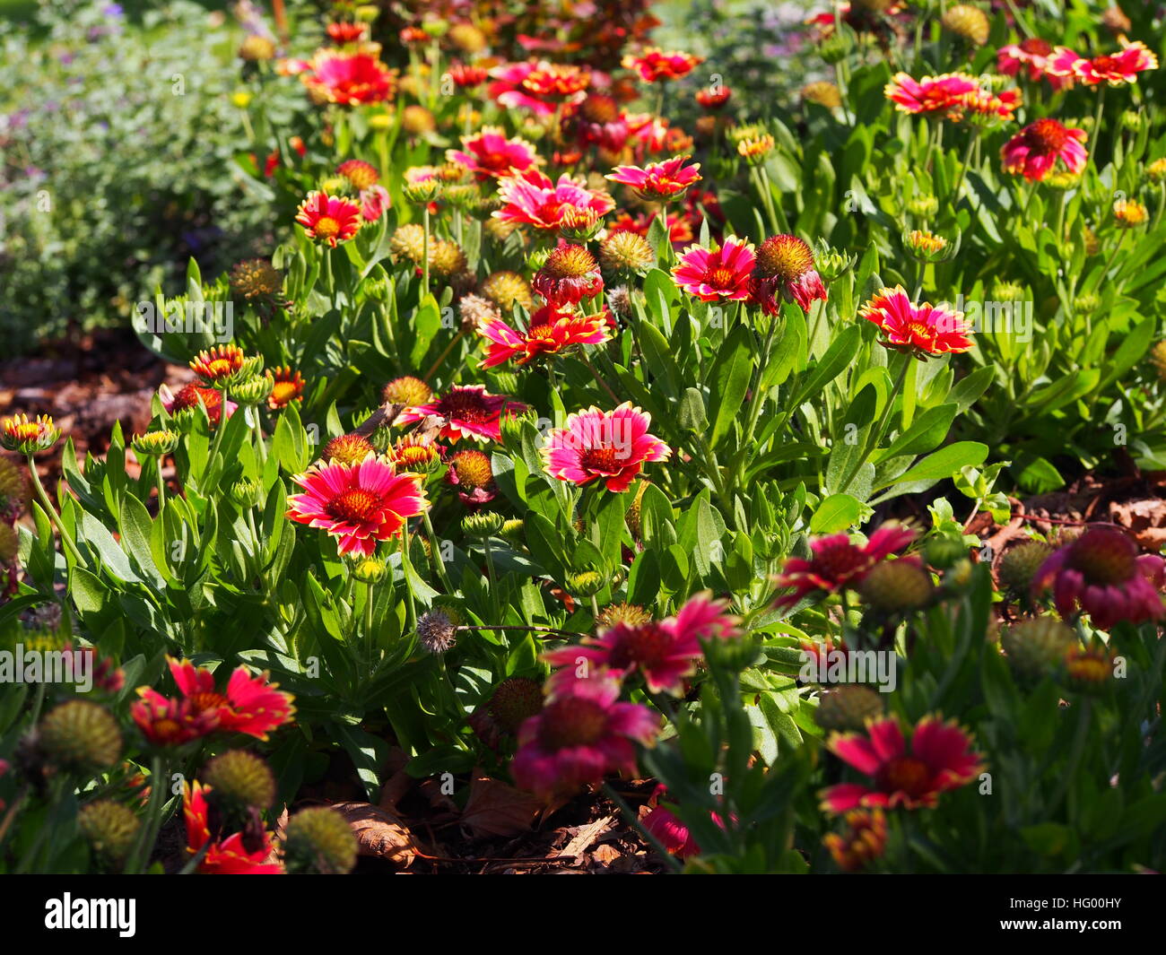 Red and yellow Gaillardia aristata 'Sunset Snappy'- Common blanketflower in full bloom Stock Photo