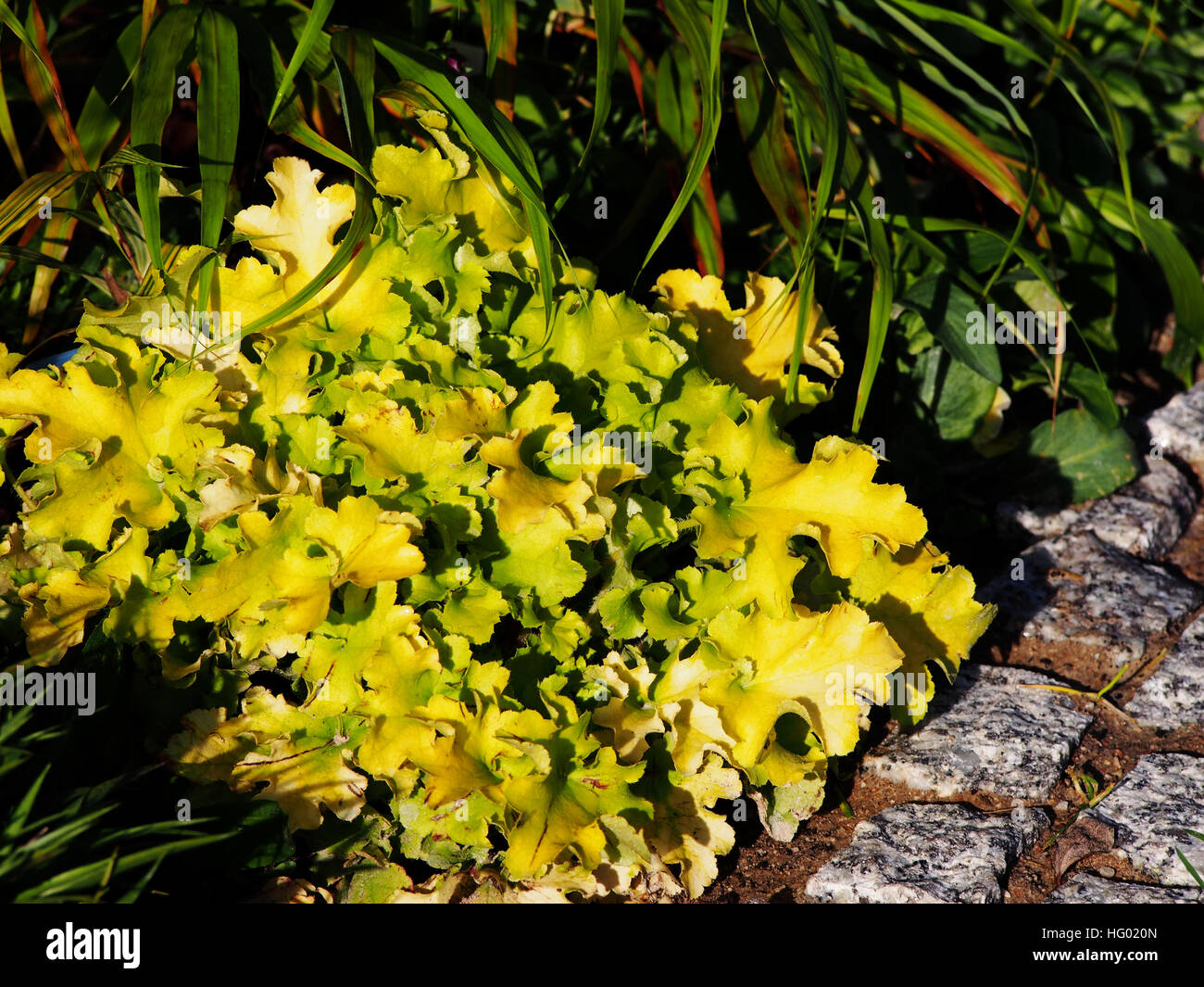 Heuchera (coral bells, alumroot) 'Lime Marmalade' with Hakonechloa (Hakone grass) and Luzula pilosa 'Igel' Stock Photo