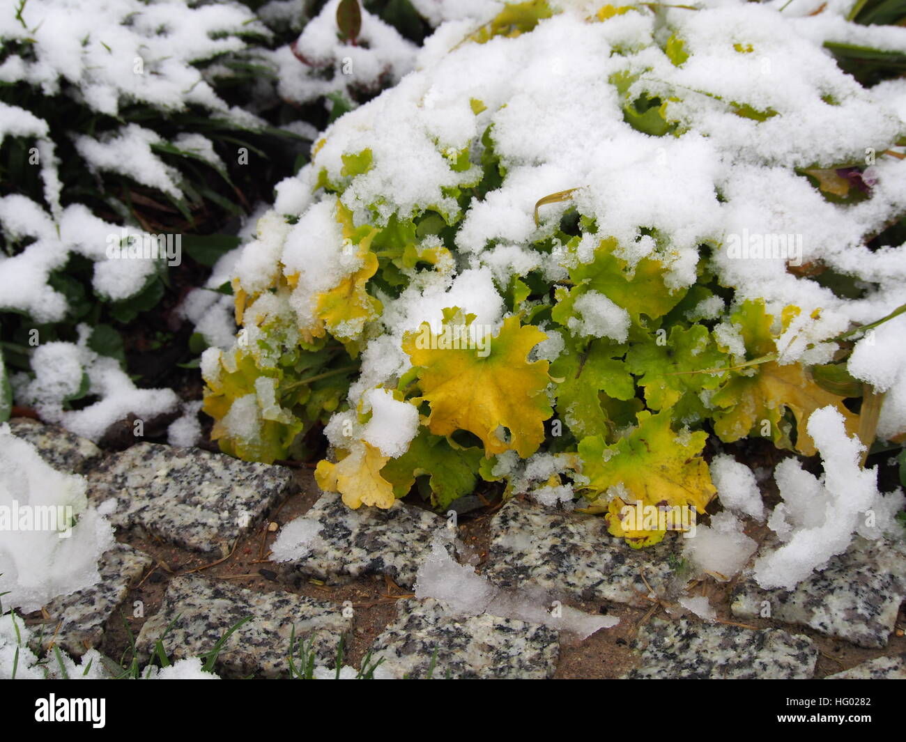 Winter shot of Heuchera (coral bells, alumroot) 'Lime Marmalade' Stock Photo
