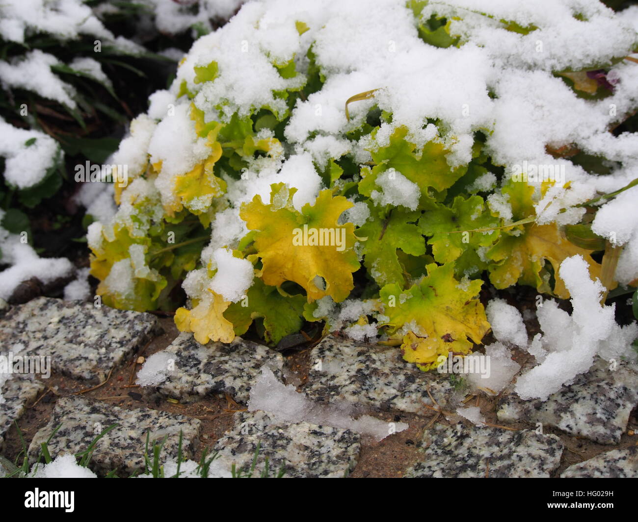 Winter shot of Heuchera (coral bells, alumroot) 'Lime Marmalade' Stock Photo