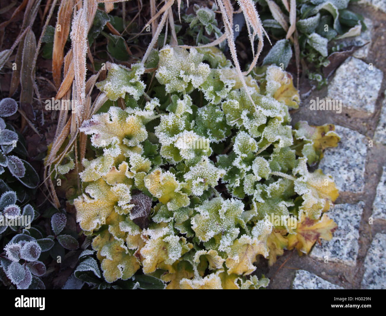 Heuchera (coral bells, alumroot) 'Lime Marmalade' with Hakonechloa (Hakone grass),  Luzula pilosa 'Igel',  Gaultheria procumbens Stock Photo