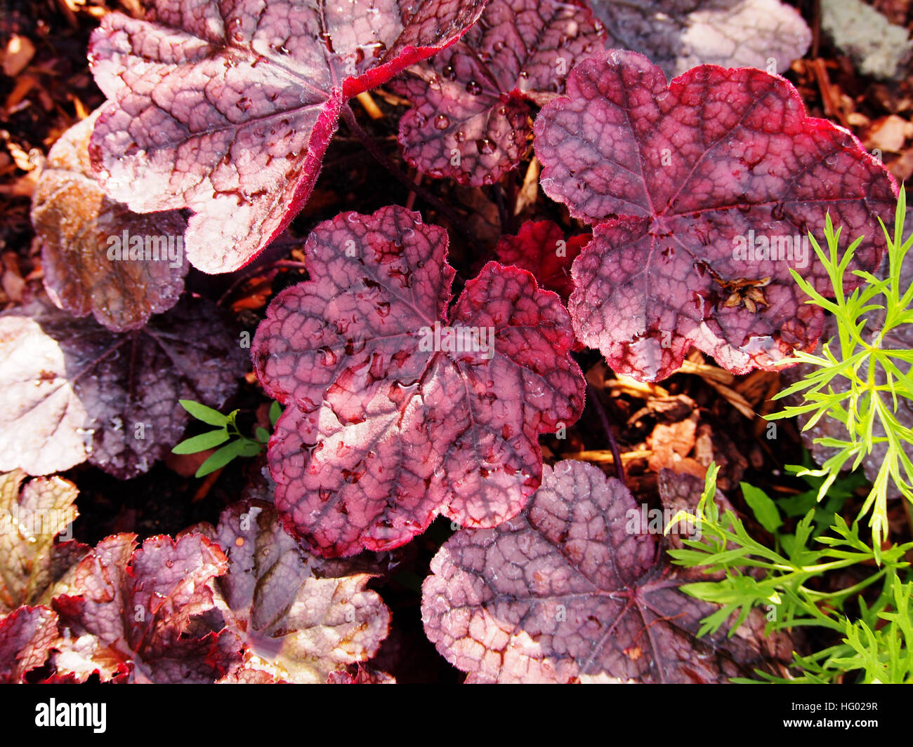 Purple coral bells, alumroot - Heuchera 'Magnum' Stock Photo