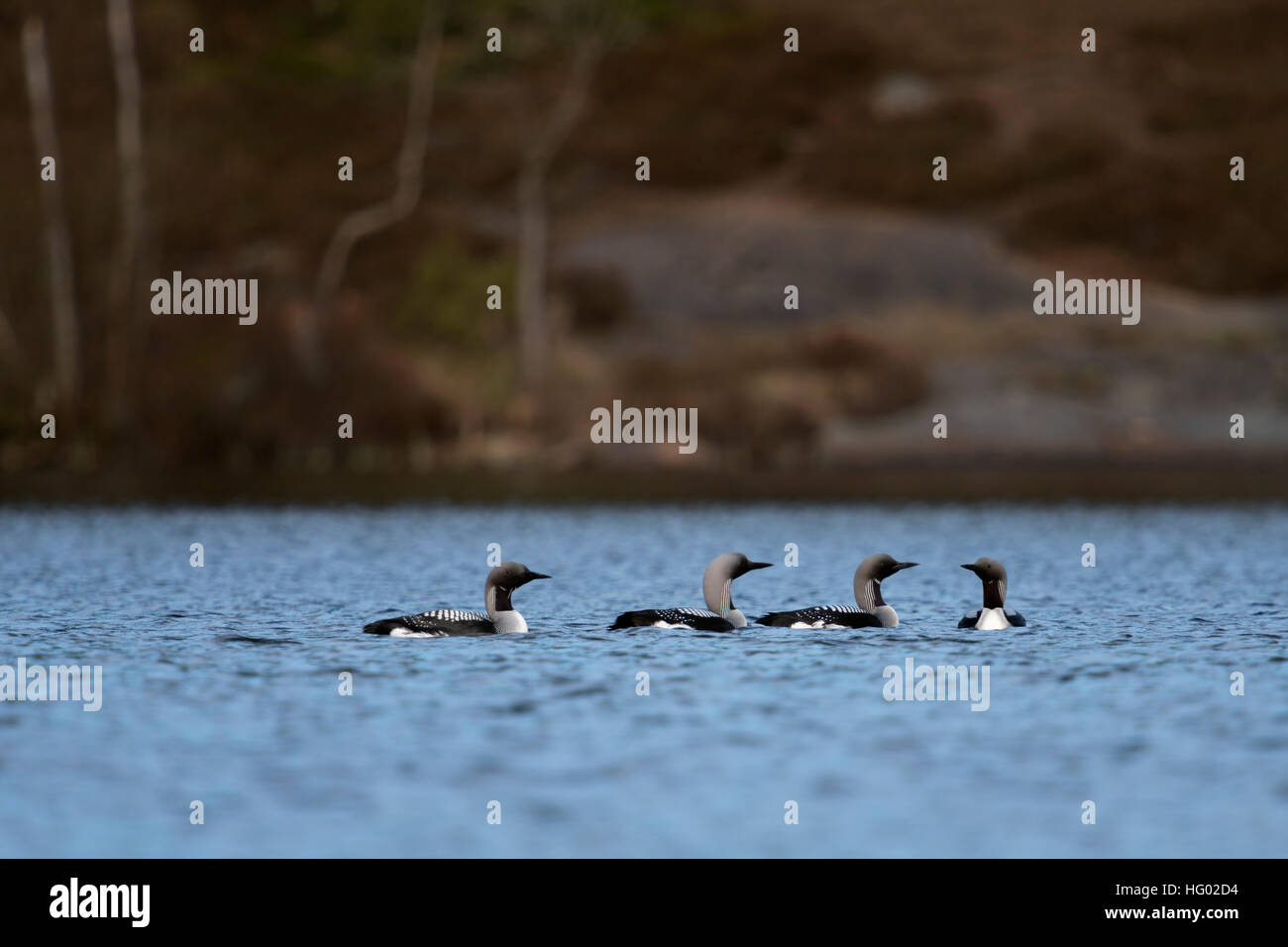 Black-throated Loons / Arctic Loons ( Gavia arctica ), group, flock, in breeding dress, courting, Scandinavia, Sweden. Stock Photo