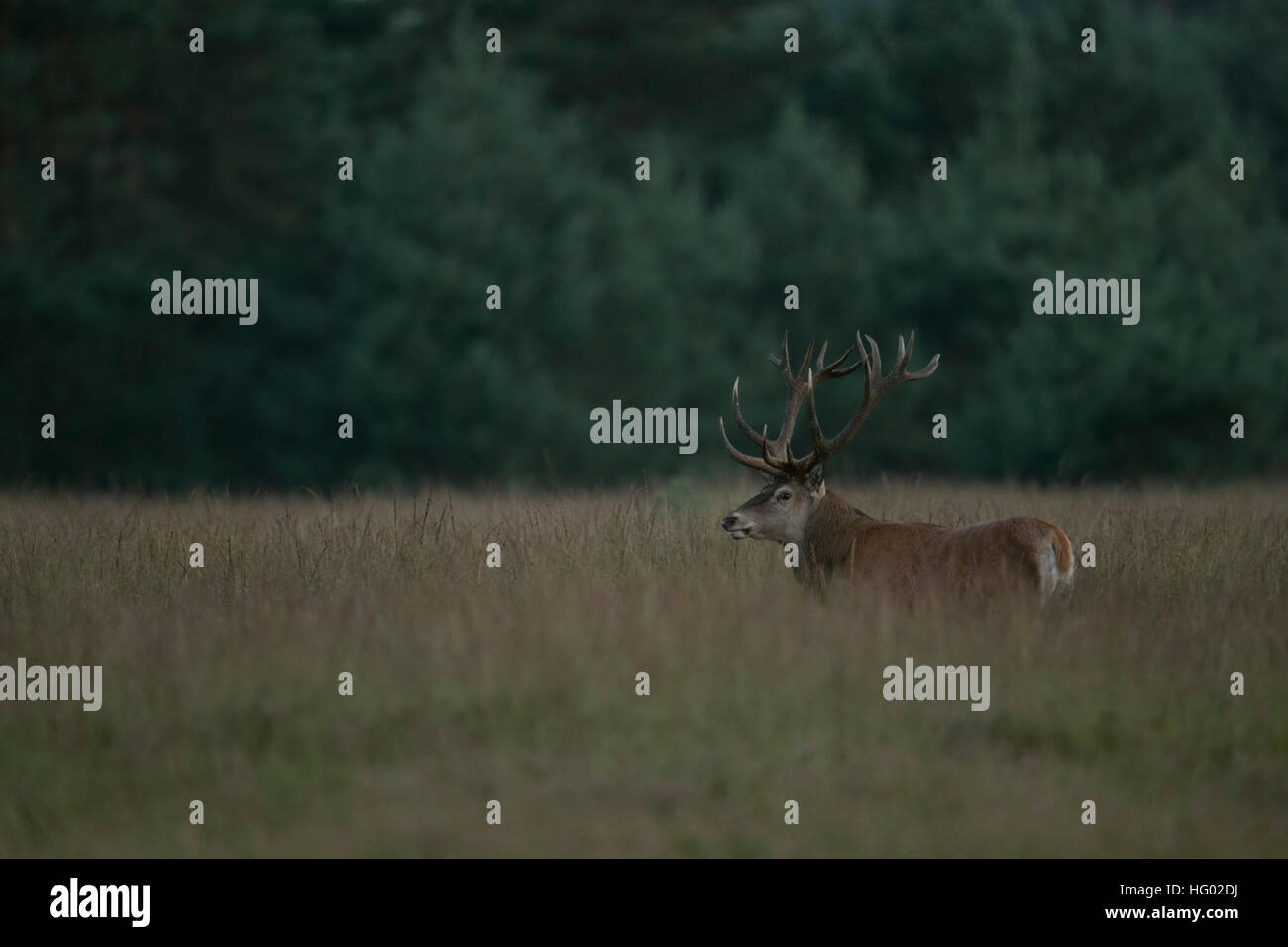 Red Deer ( Cervus elaphus ), male, stag, hart, standing in high grass, watching around, in typical environment, open land. Stock Photo