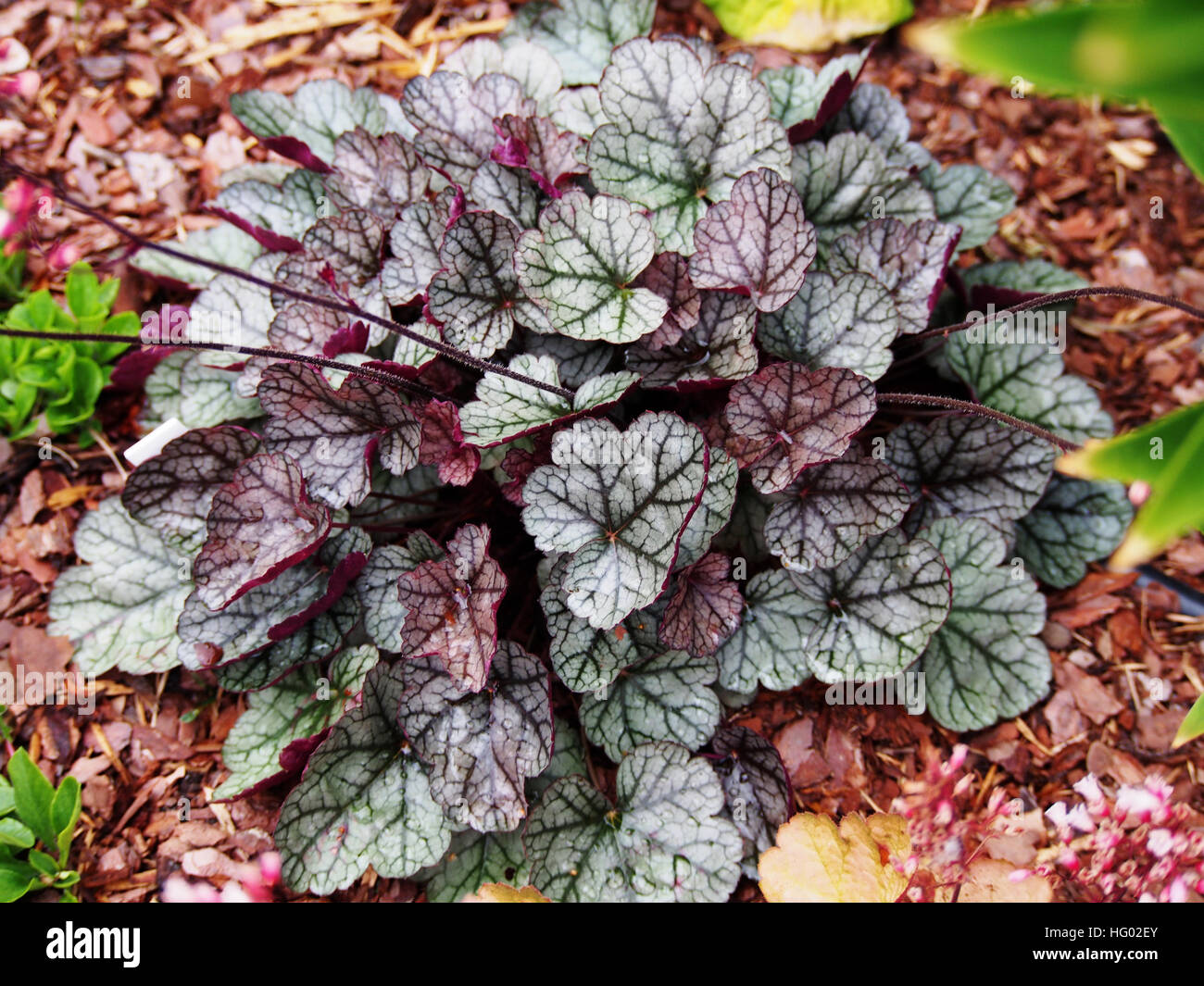 Гейхера глиттер