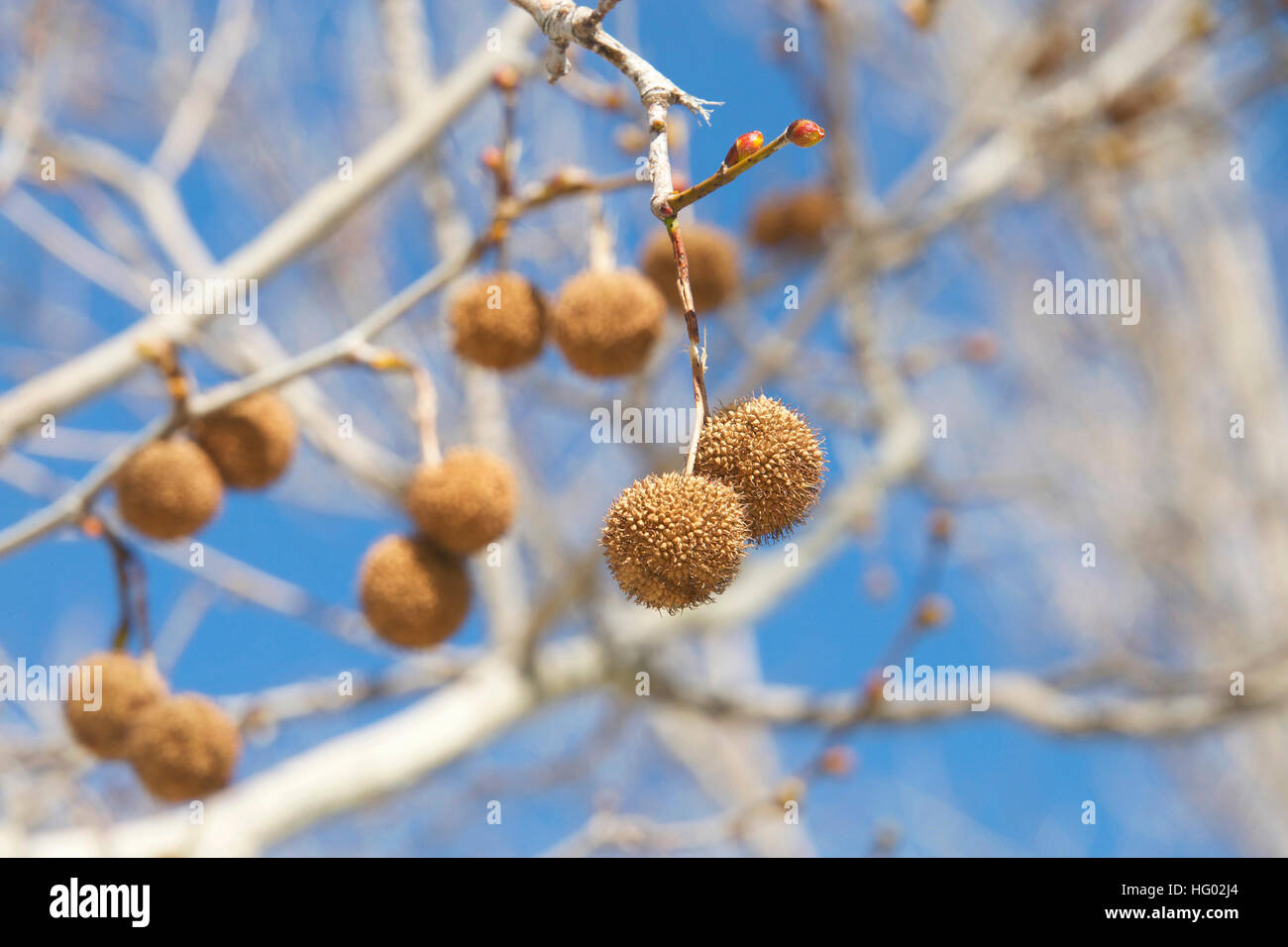 Seed pods for sycamore tree hanging from branch with blue sky background. Platanus occidentalis, also known as American sycamore, American planetree, Stock Photo