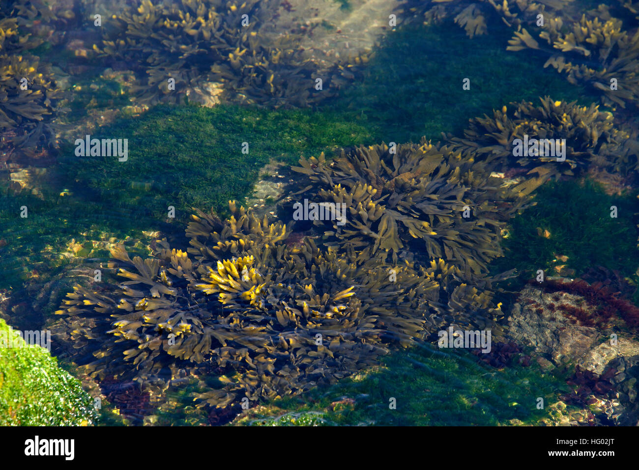Looking down into tide pool with sea weed, coral and algae in the spring in California Stock Photo
