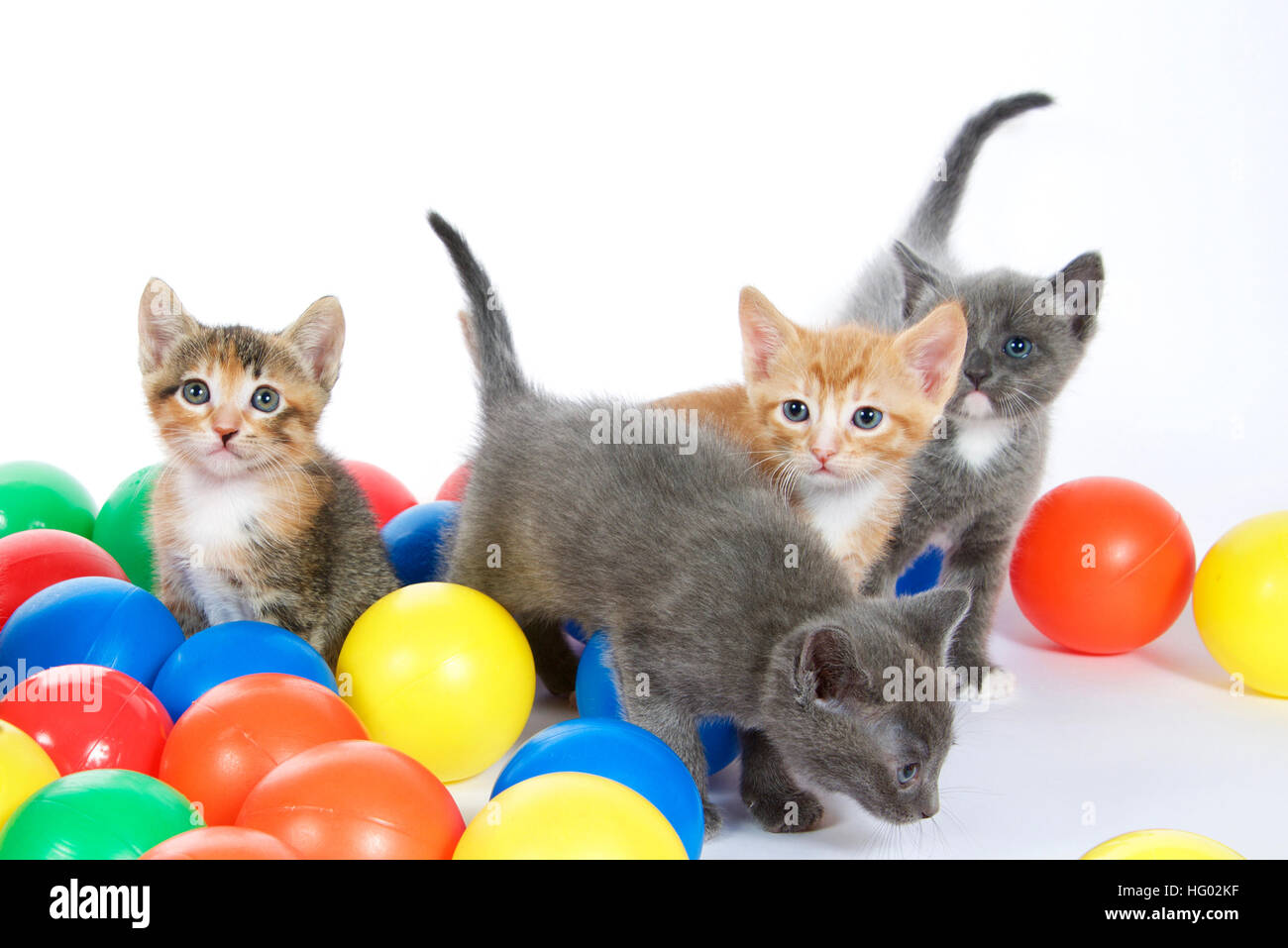 Four kittens playing in colorful balls on an off white background Stock ...