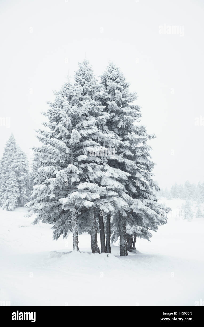 Pine trees and snow in winter landscape Stock Photo - Alamy