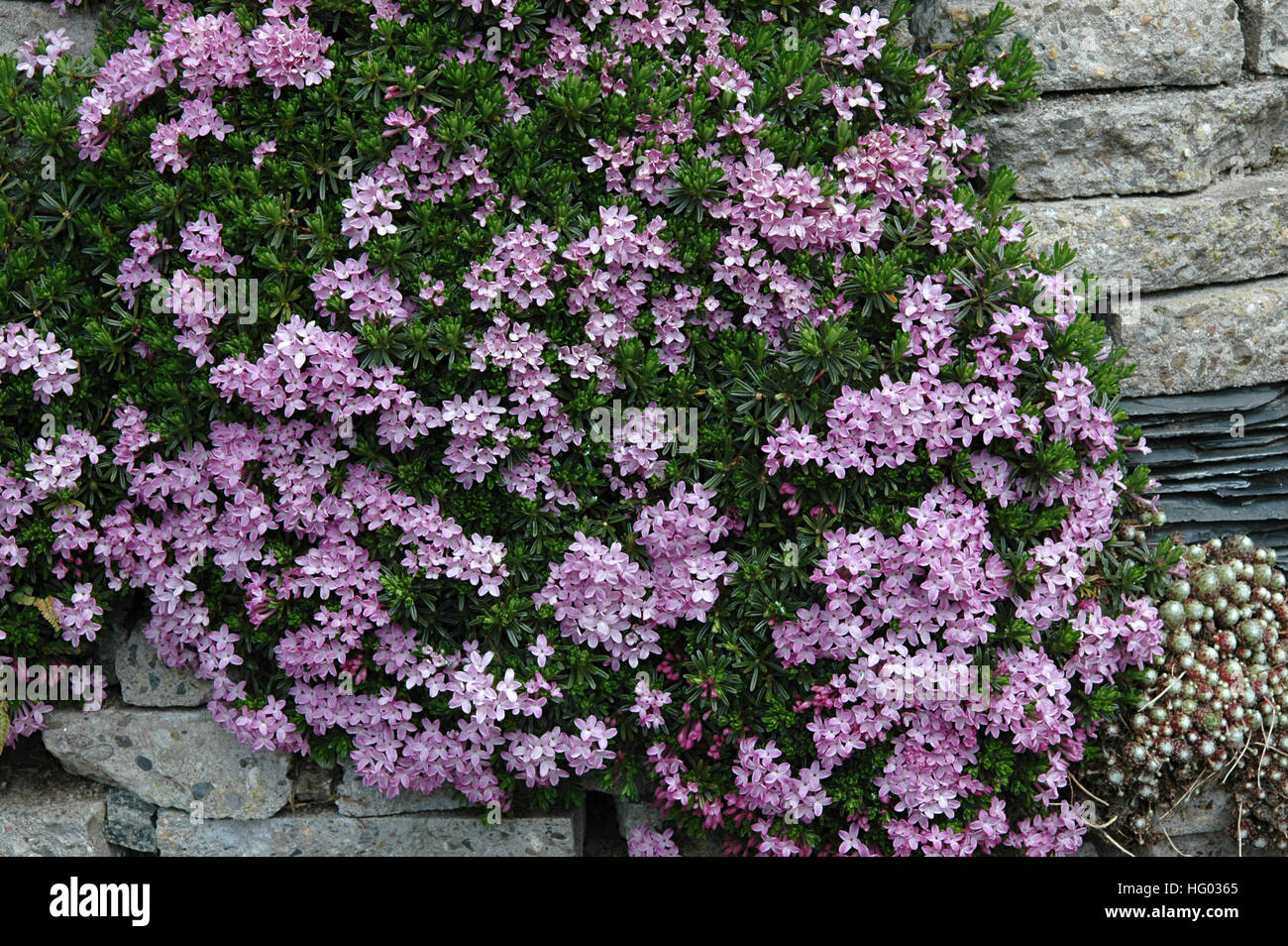 Daphne arbuscula growing on a wall of broken paving stones Stock Photo