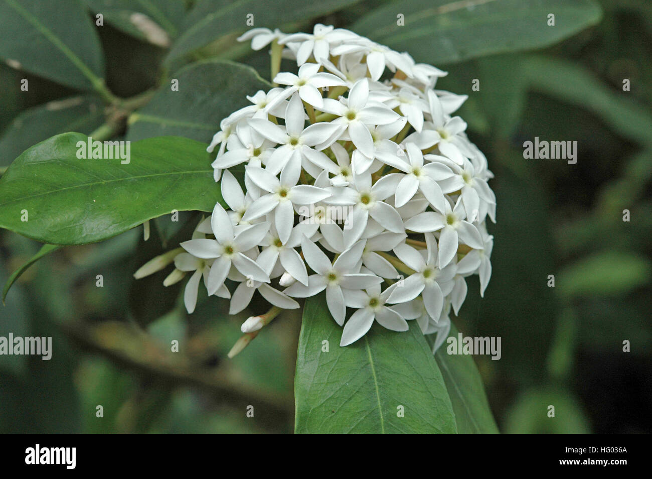 Acokanthera oblongifolia Stock Photo