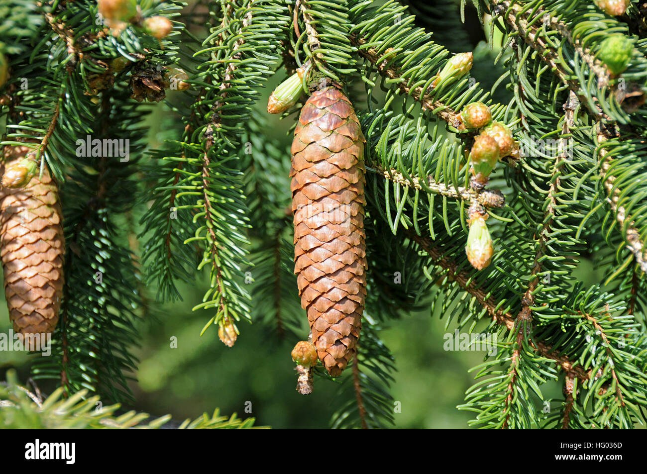 Hanging cone of Picea koyamai Stock Photo