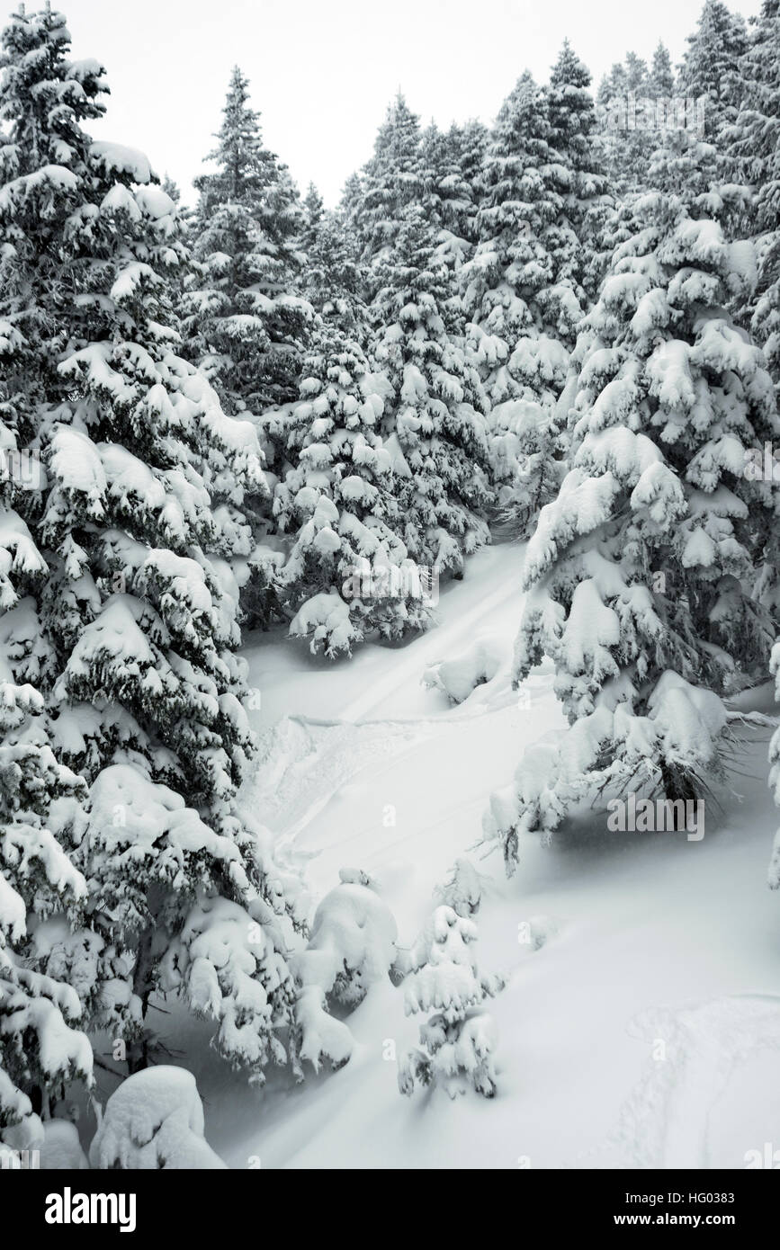 Pine trees and snow in winter landscape Stock Photo - Alamy