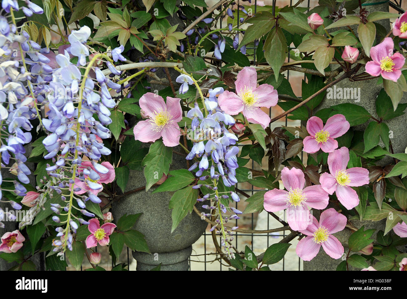 Clematis montana cultivar and Wisteria together against a wall Stock Photo