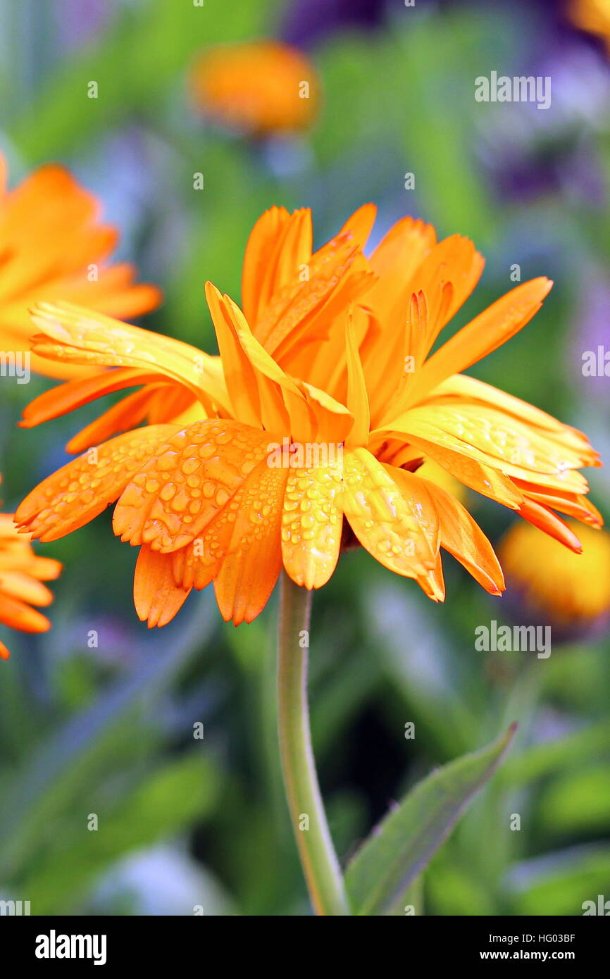Flower in Park Stock Photo - Alamy