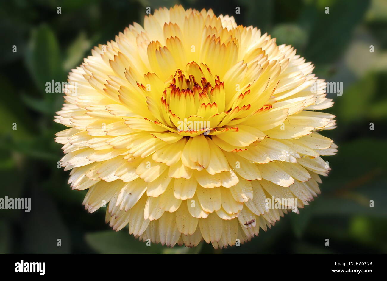 Flower in Park Stock Photo - Alamy