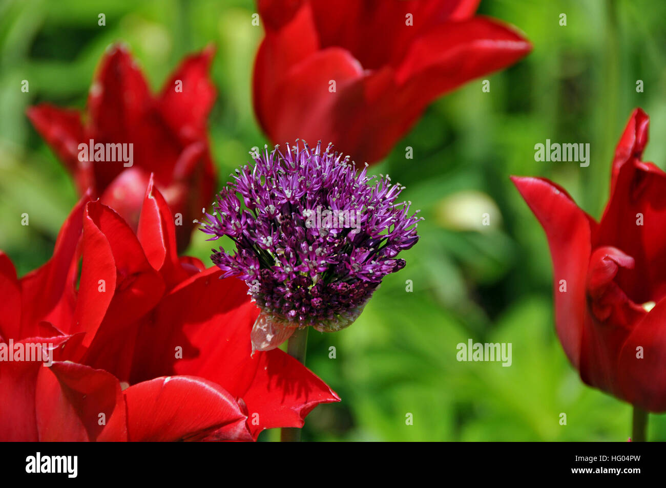 Flower of an onion surrounded by tulips Stock Photo Alamy