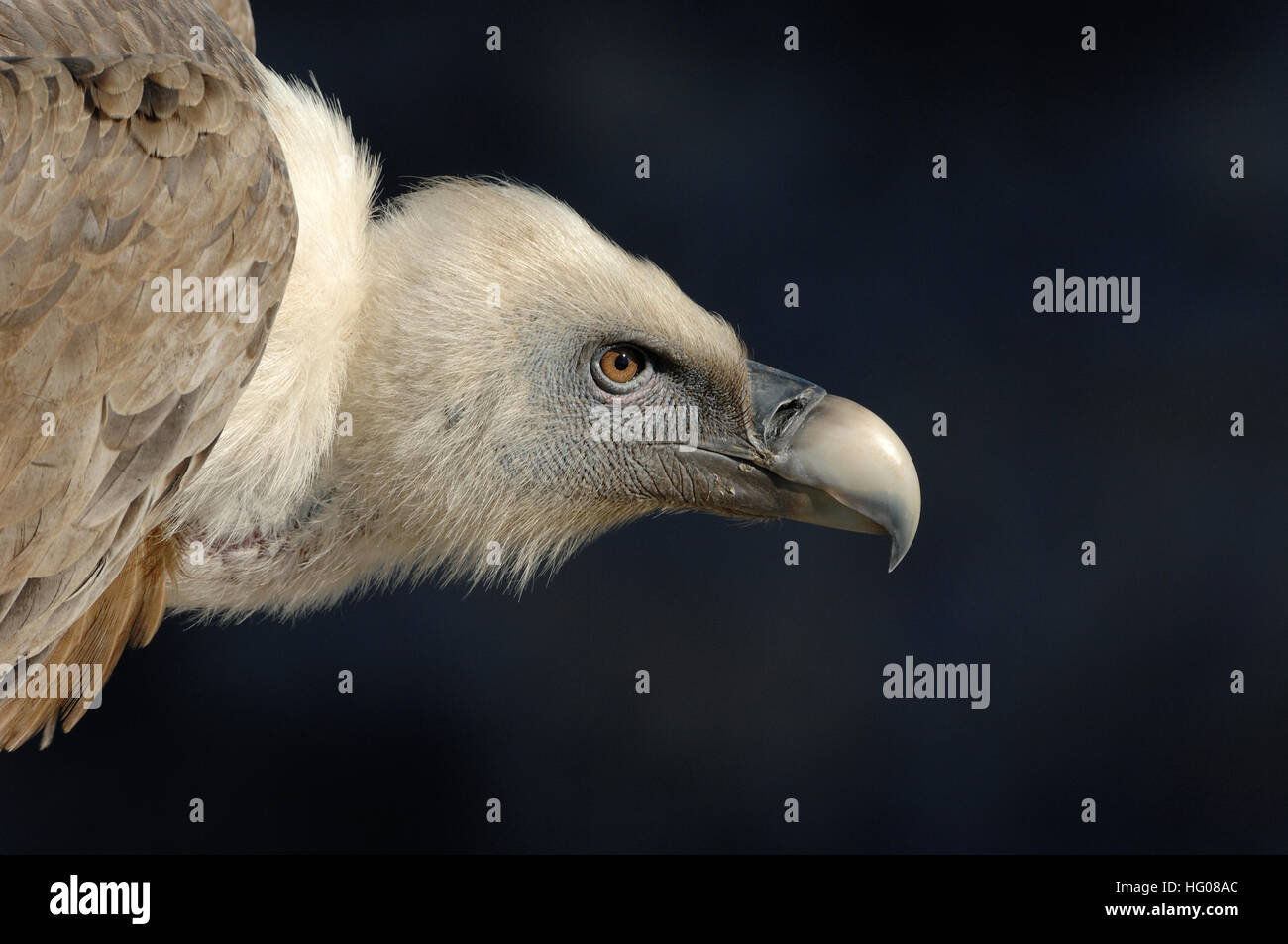 Portrait of a Griffon Vulture, Gyps fulvus. Photographed in the Verdon Gorge France Stock Photo