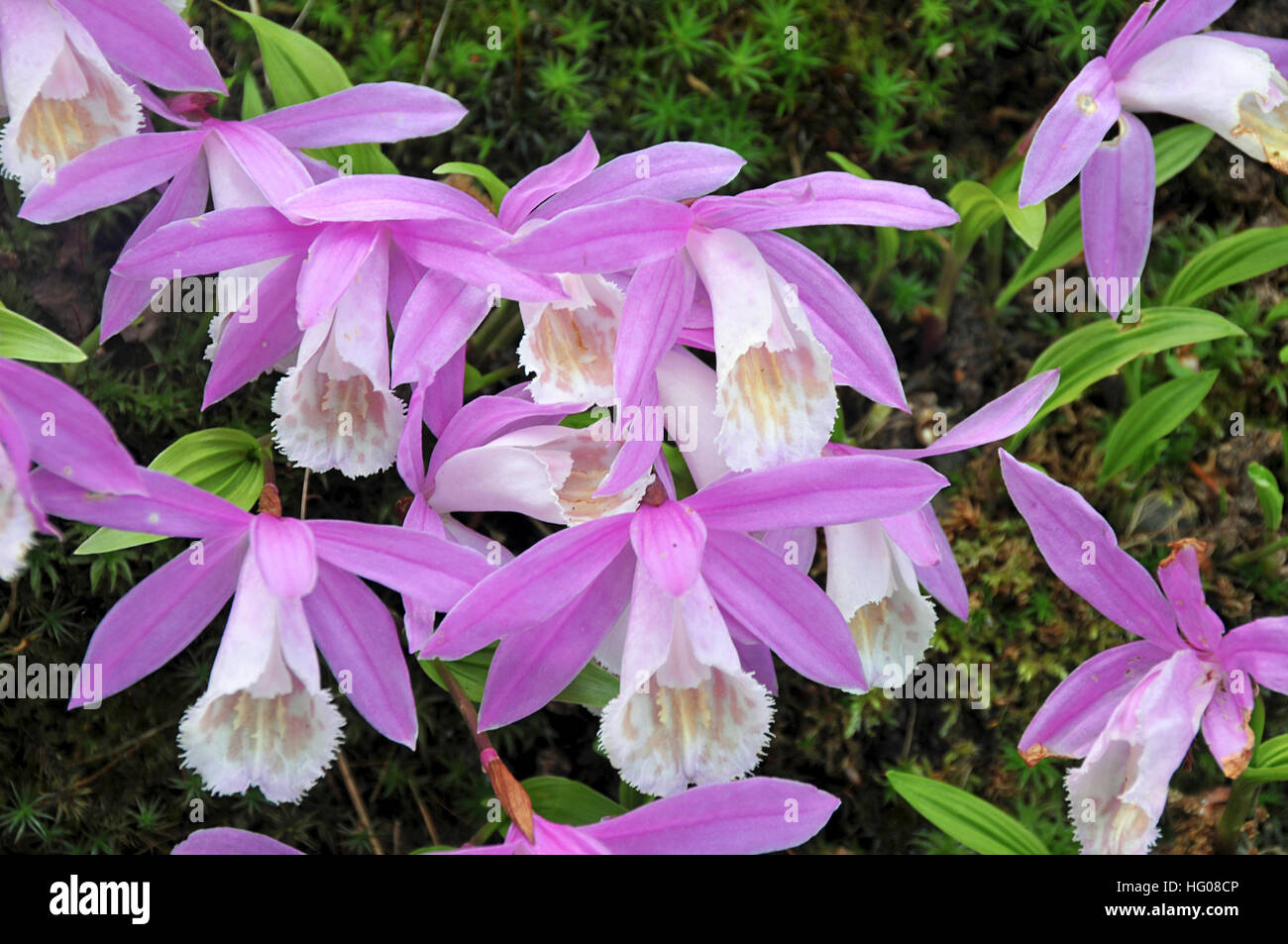 Pleione bulbocodioides growing in a peat wall Stock Photo