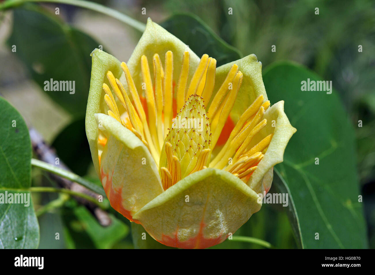Flower of the tulip tree Stock Photo