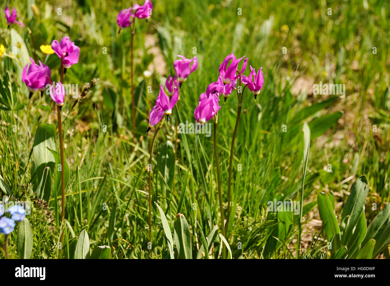 Dodecatheon conjungens Stock Photo