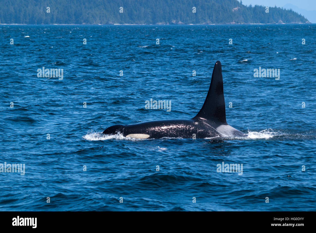 Swimming killer whale in Broughton Archipelago Marine Provincial Park Stock Photo