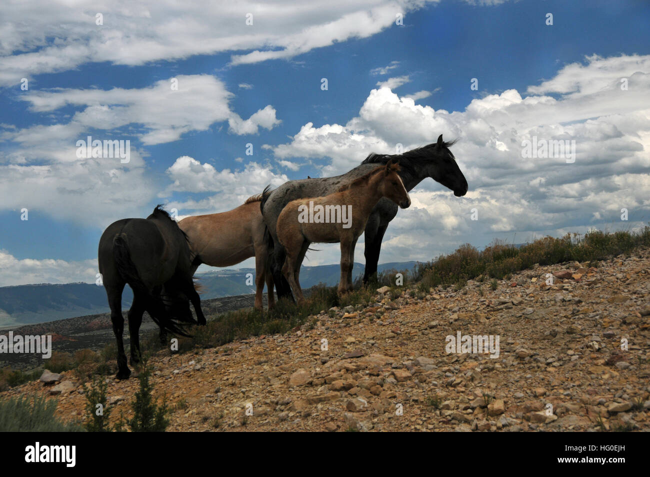 Wild horses or mustangs in the mountains Stock Photo