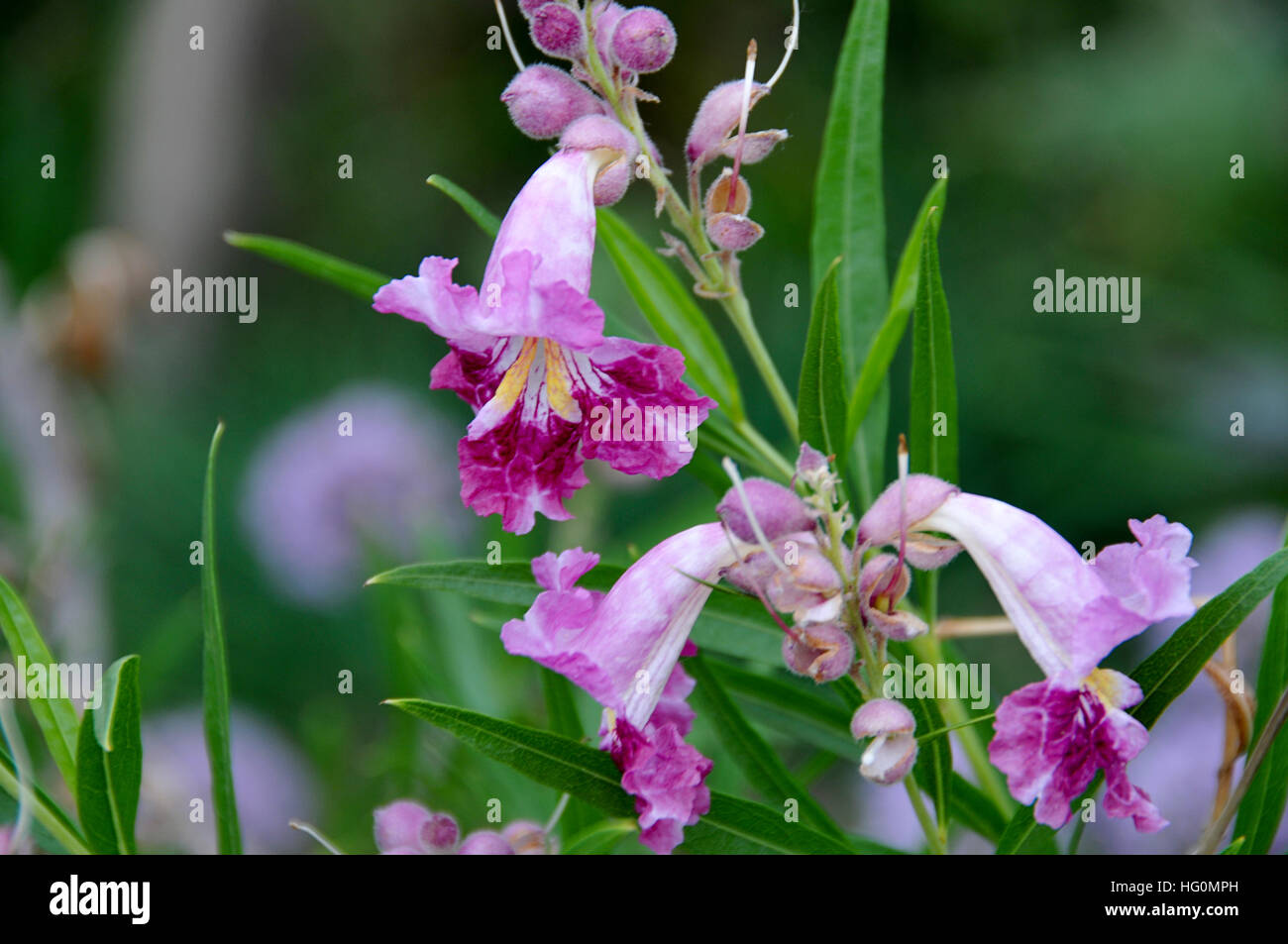 Shrub with huge flowers Stock Photo