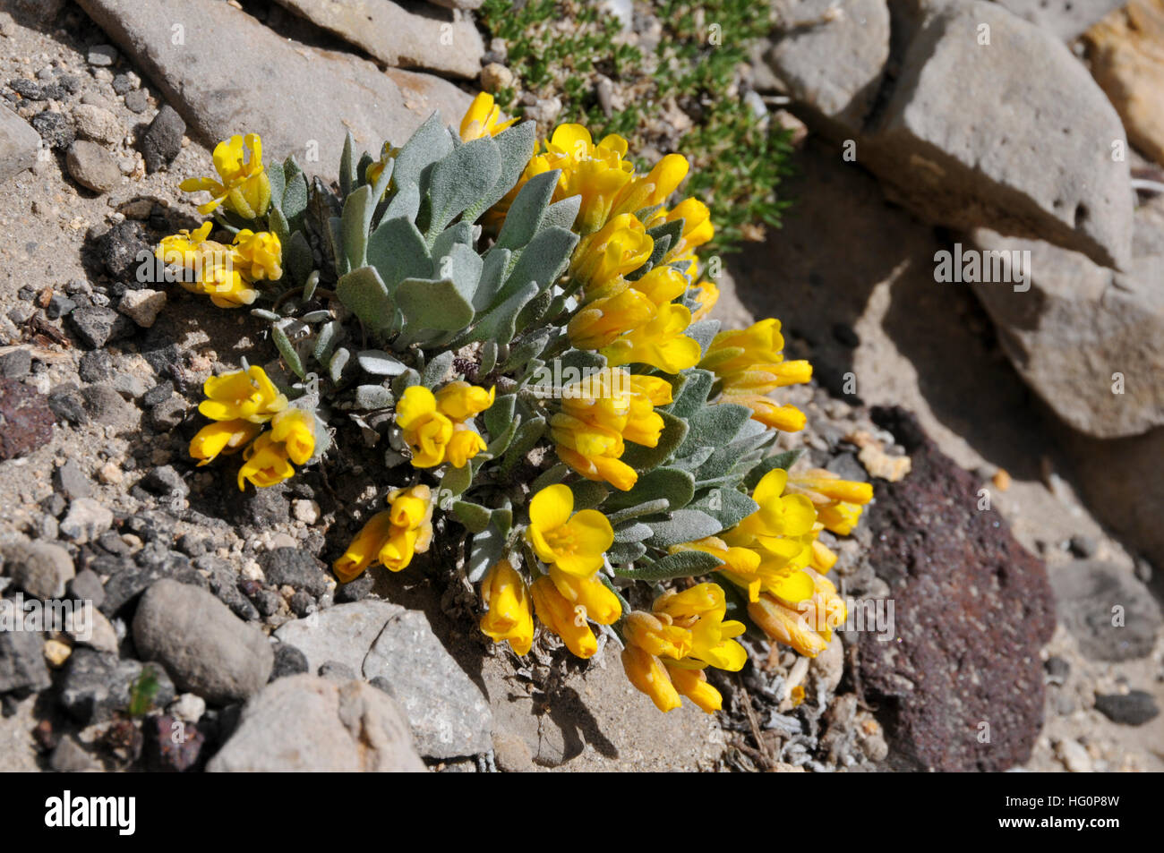 mountain plant with yellow floweres Stock Photo