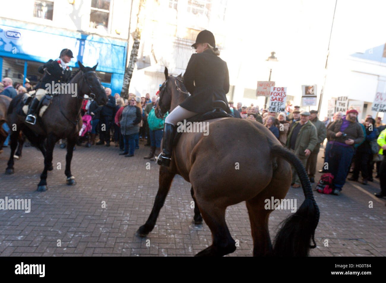 Carmarthen, Carmarthenshire, Wales, UK. 2nd January, 2016. Horse get anxious with the crowds. Anti-Bloodsport activists gather in the Welsh town of Carmarthen to voice their anger at the continued illegal hunting with dogs - hunting with dogs was made illegal in 2004 by The Hunting Act 2004 (c37). The Anti-Hunt protest takes place on the day that the Carmarthenshire Hunt have chosen to parade through the town to collect money and support for their blood-sports. © Graham M. Lawrence/Alamy Live News. Stock Photo