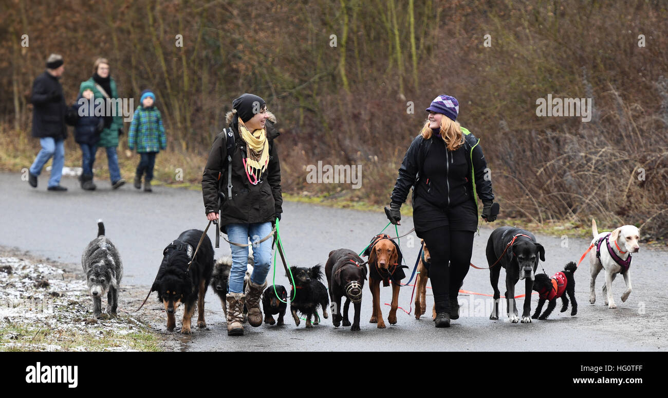 Berlin, Germany. 2nd Jan, 2017. Valerie (l) and Nora take dogs for a walk  for a dog walking service in the forest near Teufelsberg hill in Berlin,  Germany, 2 January 2017. Photo: