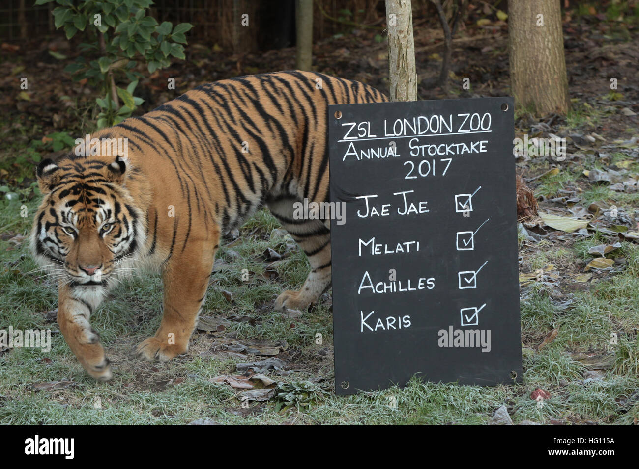London Zoo, UK. 3 Jan 2017 Jae Jae, the Sumatran Tiger. Home to more than 800 unique species in