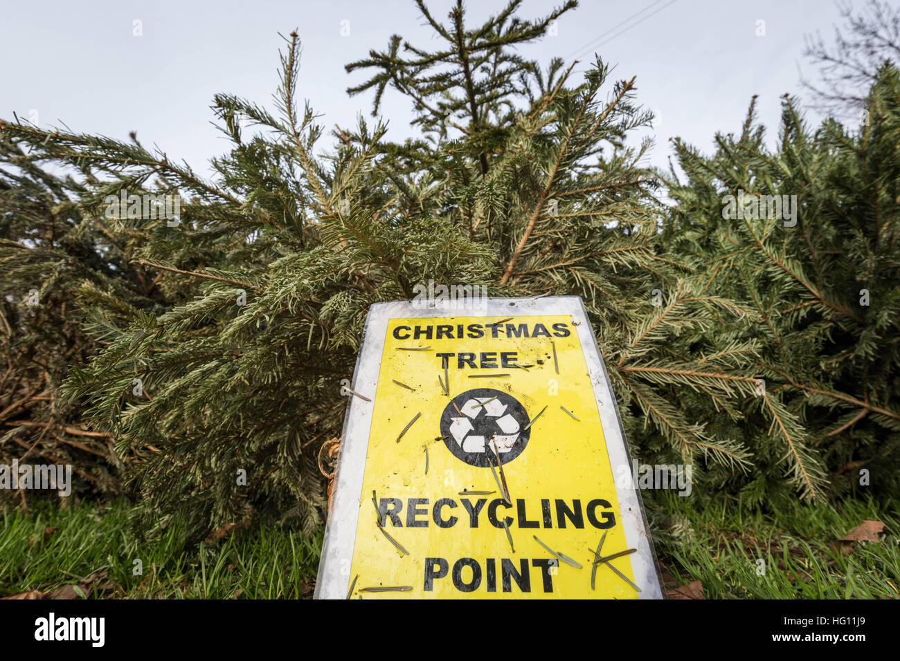 Hanover Christmas Tree Dump 2017 2022 Page 5 - Christmas Tree Disposal High Resolution Stock Photography And  Images - Alamy