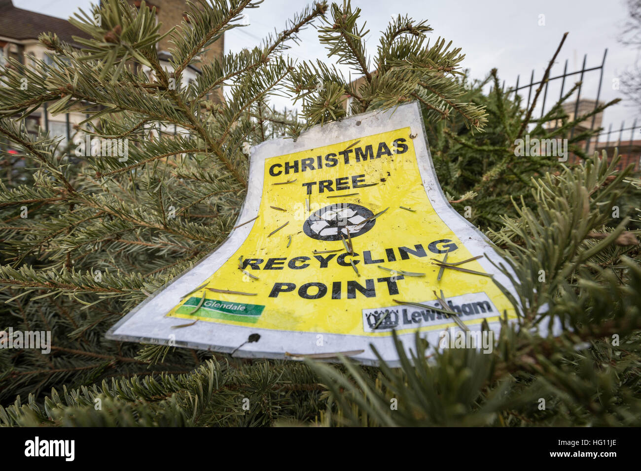 Hanover Christmas Tree Dump 2017 2022 Page 5 - Christmas Tree Disposal High Resolution Stock Photography And  Images - Alamy