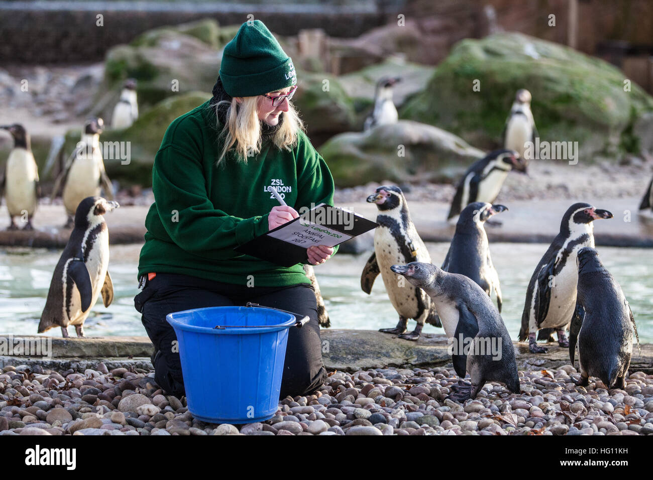 Zoo keeper feeding penguin hires stock photography and images Alamy