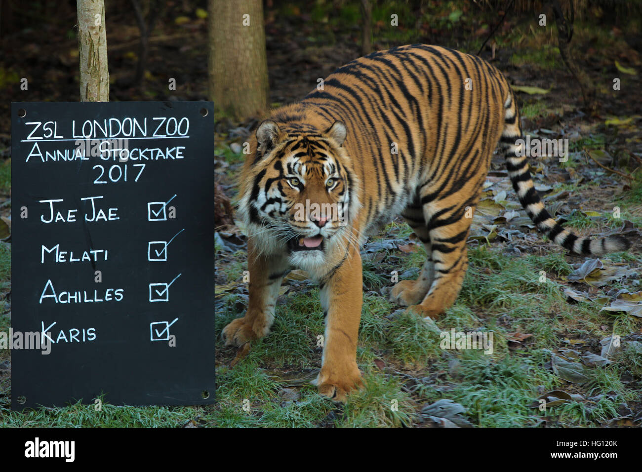 London, UK. 3rd Jan, 2017. Jae Jae, the Sumartran Tiger. Home to more