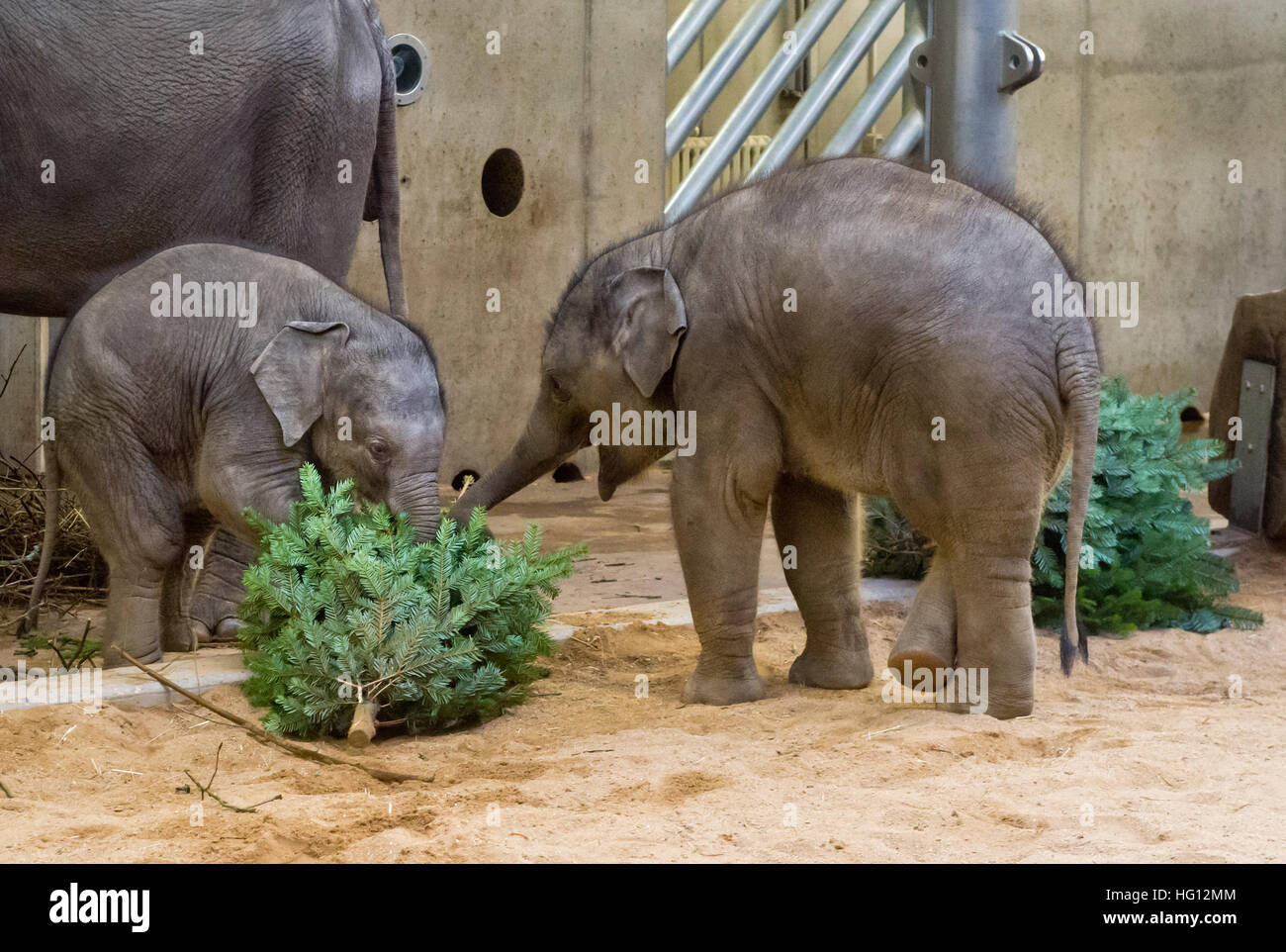 Prague, Czech Republic. 3rd Jan, 2017. Asian elephants got Christmas