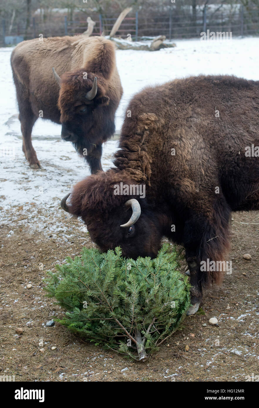 Prague, Czech Republic. 3rd Jan, 2017. American Bisons got Christmas