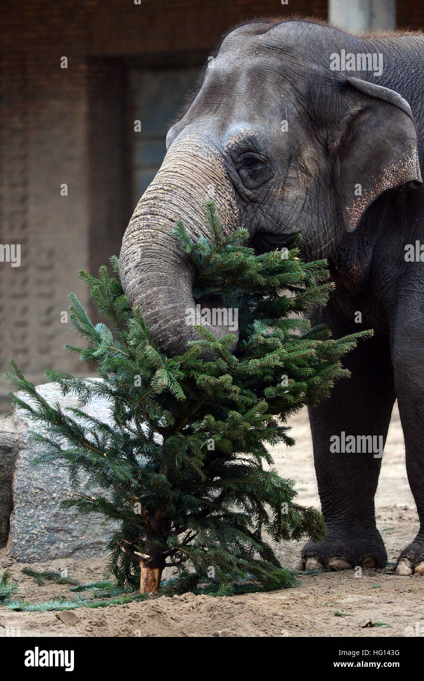 Berlin, Germany. 03rd Jan, 2017. The elephants are getting discarded