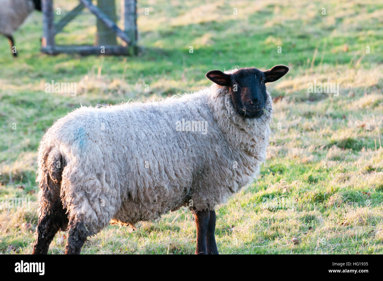 sheep in a field eating grass Stock Photo - Alamy