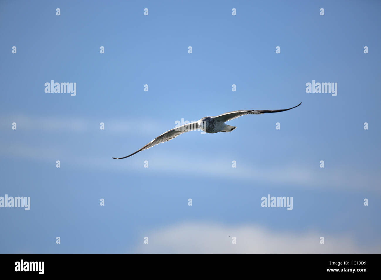 One herring gull flying against a blue sky with clouds Stock Photo Alamy