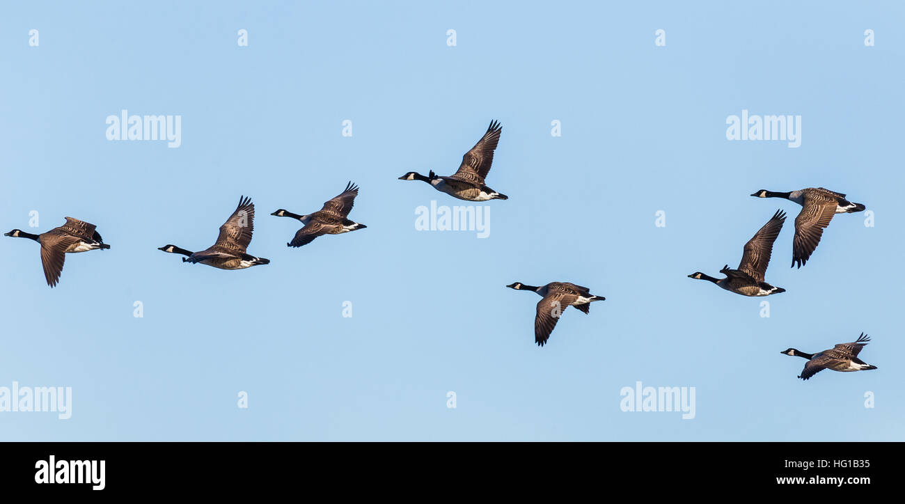 Canada goose filling top