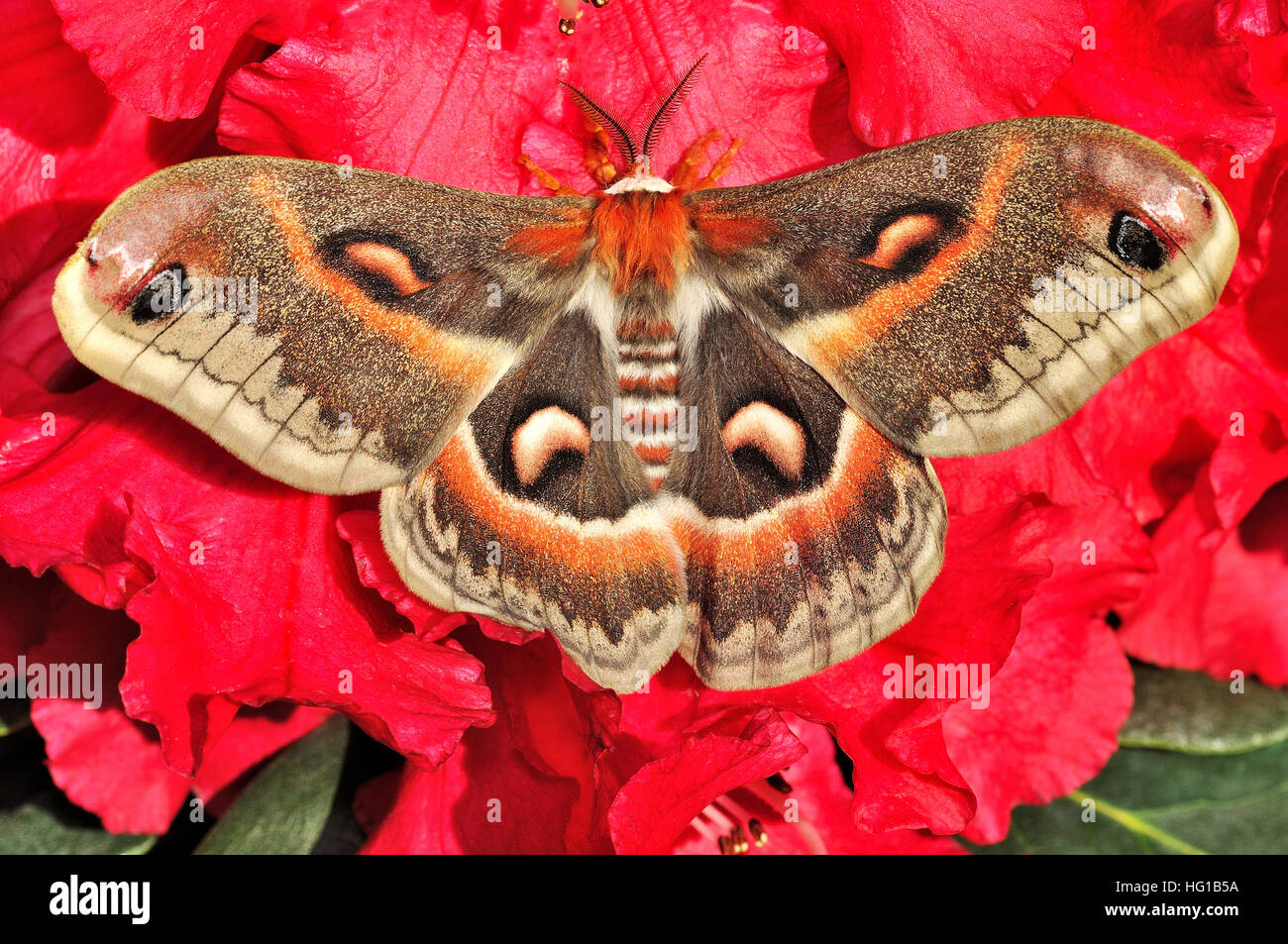 Robin Moth Hyalophora cecropia Stock Photo